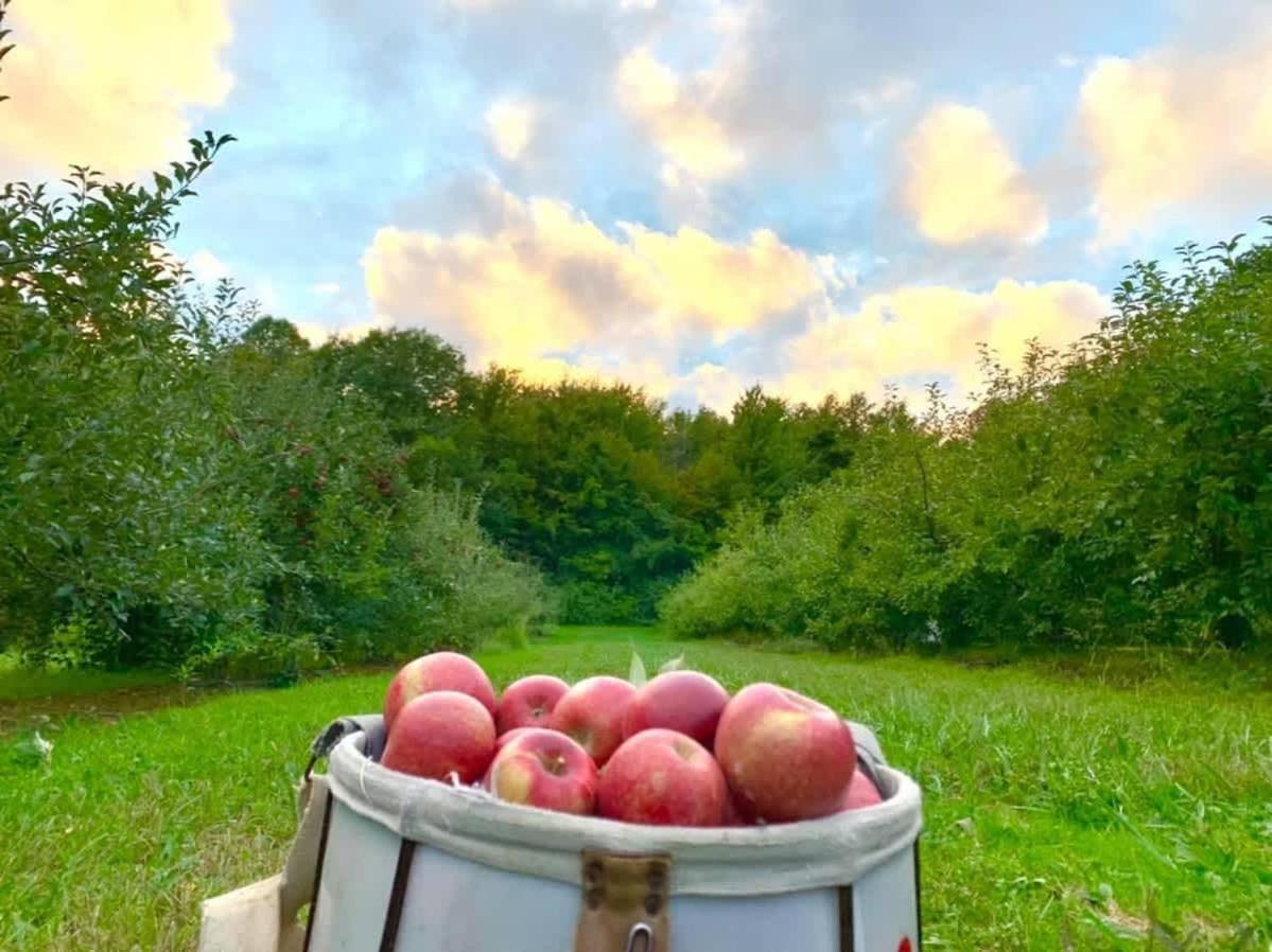 The Cortland Cottage At Brant'S Apple Orchard أشتابولا المظهر الخارجي الصورة