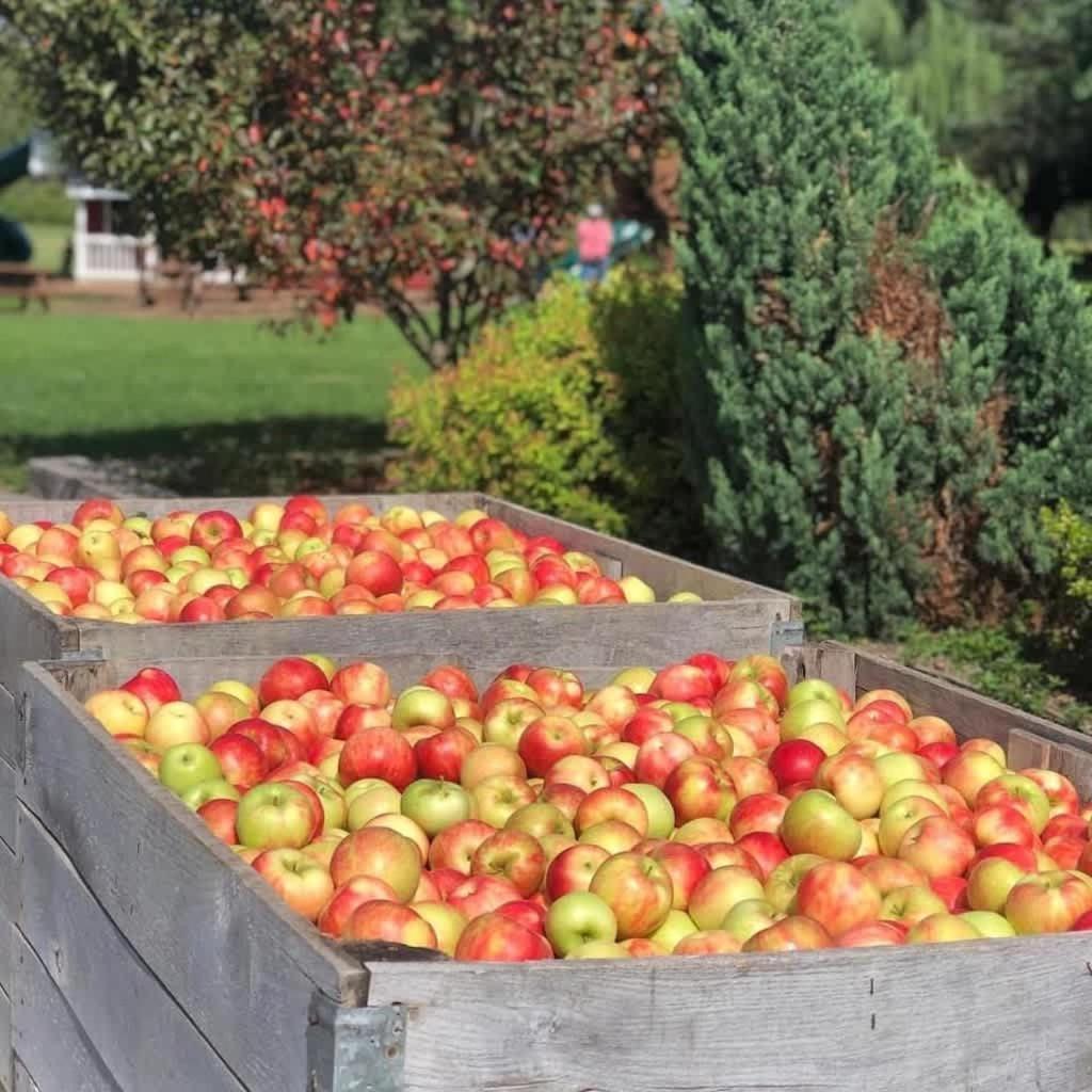 The Cortland Cottage At Brant'S Apple Orchard أشتابولا المظهر الخارجي الصورة