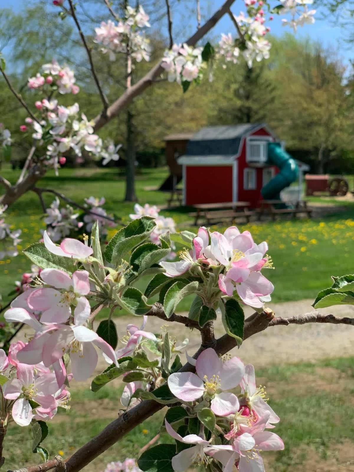 The Cortland Cottage At Brant'S Apple Orchard أشتابولا المظهر الخارجي الصورة